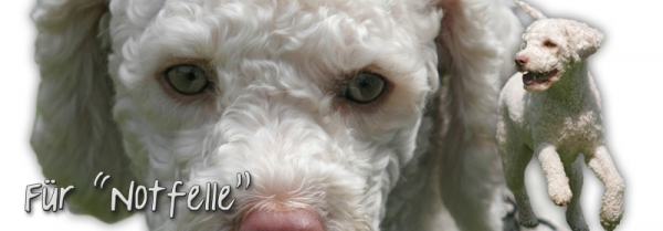 Spardose Lagotto Romagnolo